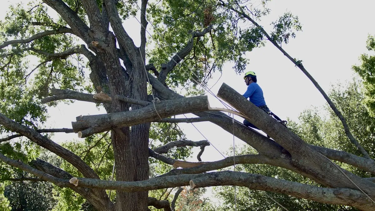 Professional Hazardous Tree Removal performed by certified arborists in Represa