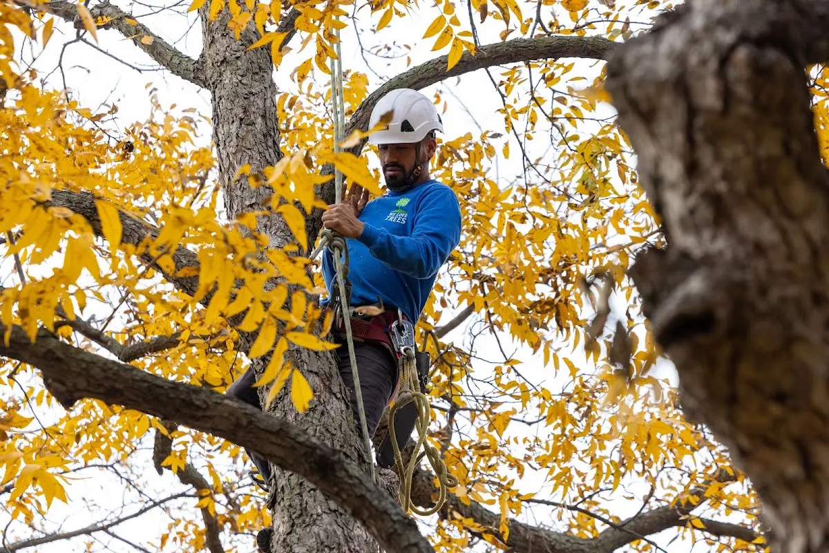 Skilled Tree Planing crew working in Represa